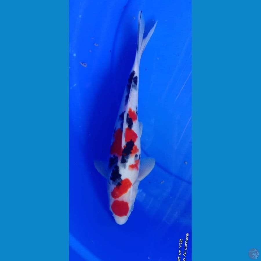 sanke HQ 35cm male