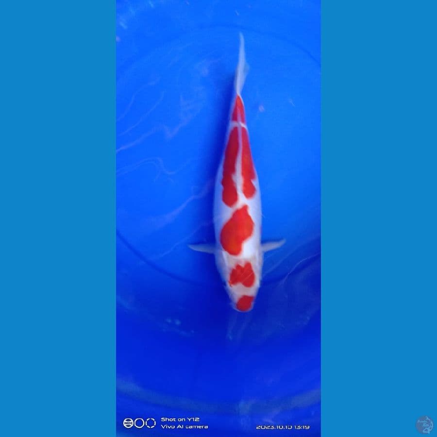 kohaku kuchibeni doits 39 cm