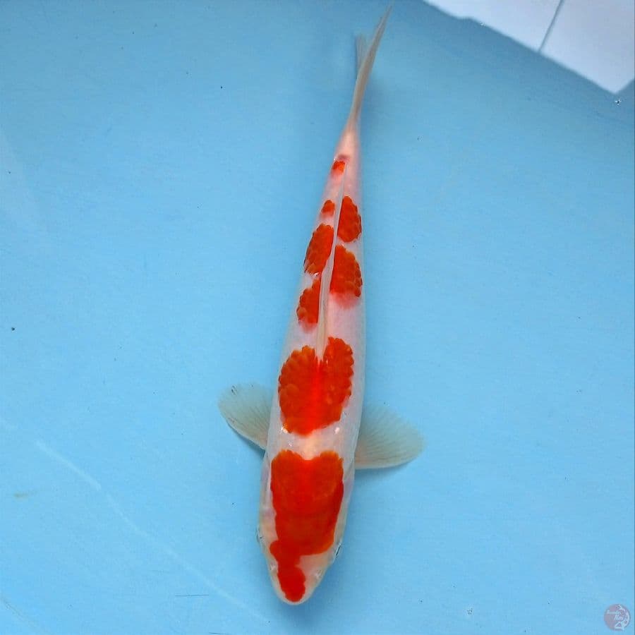 kohaku, 23 cm