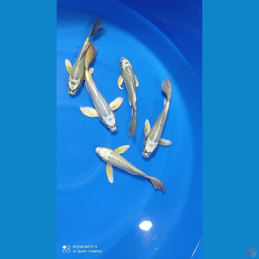 mukasi kumpay 20cm