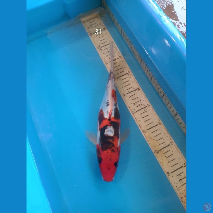 benikiko, 31cm