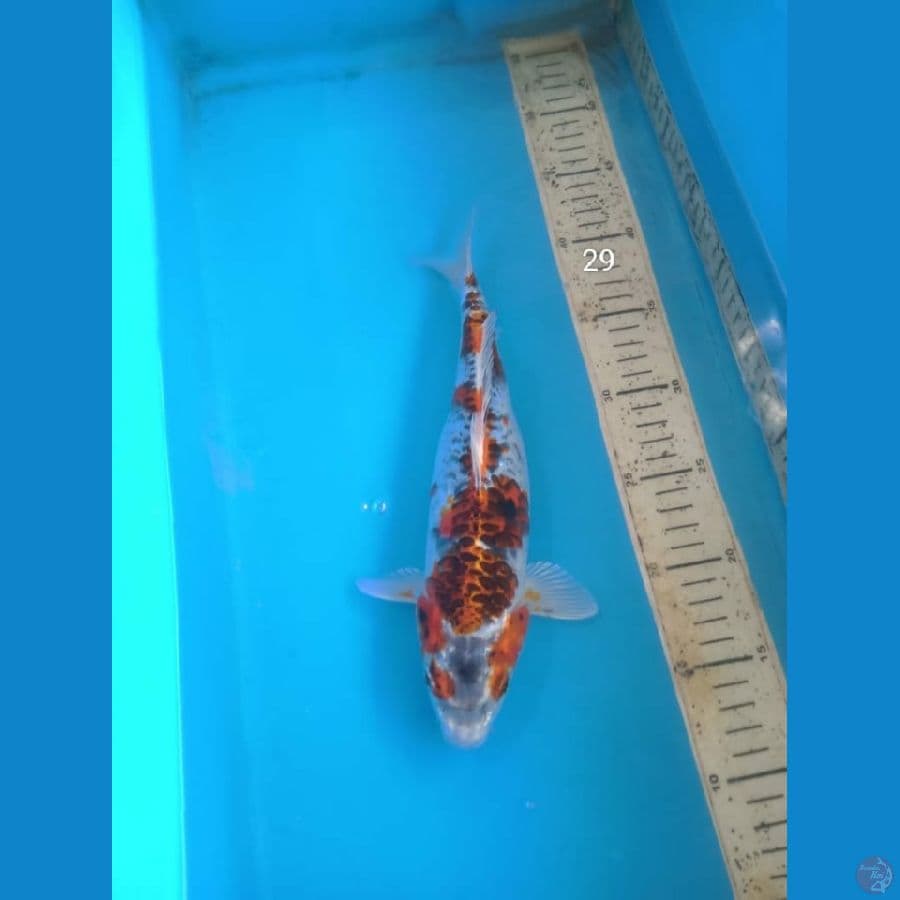 Kujaku doit, 29cm