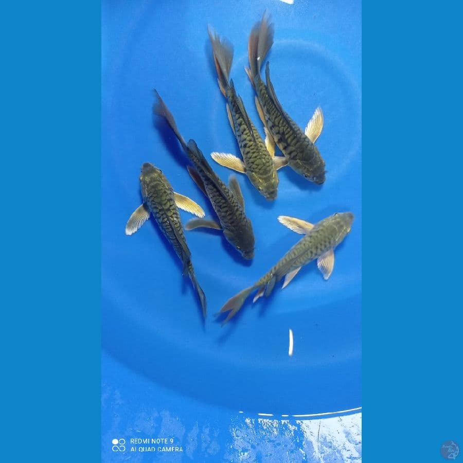 kumpay aragoke 20cm