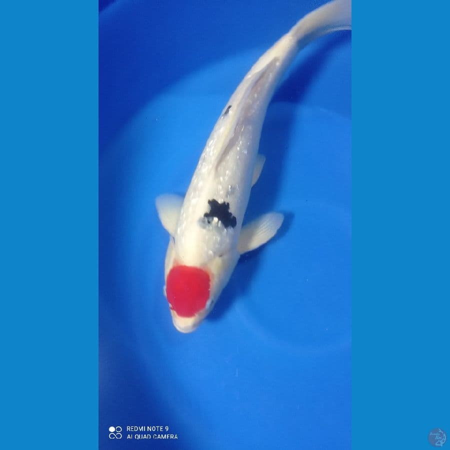 TANCO SANKE GINRIN 47CM