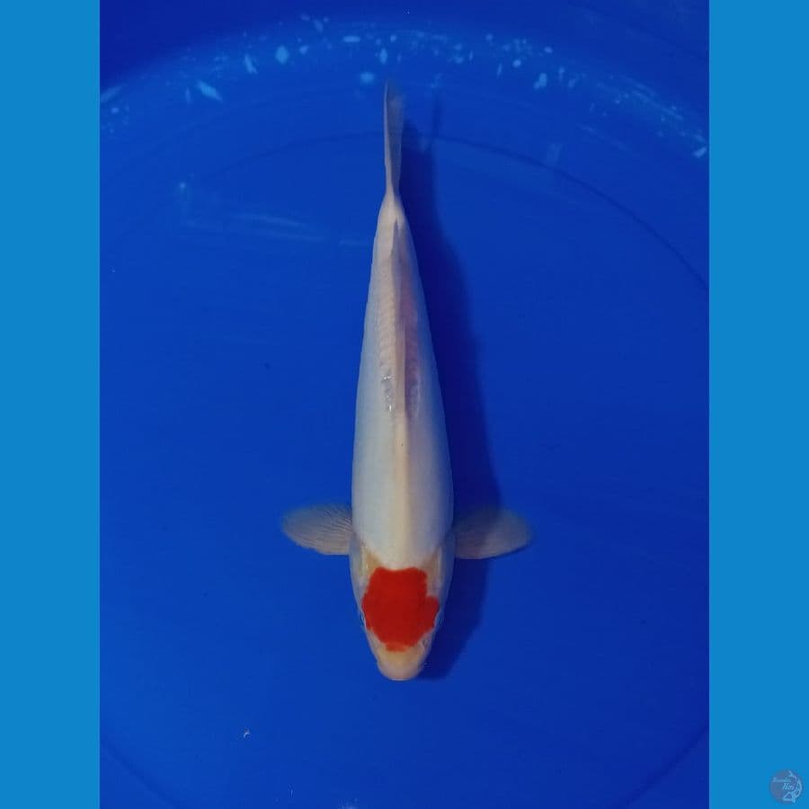 TANCO KOHAKU DOIT 34 CM