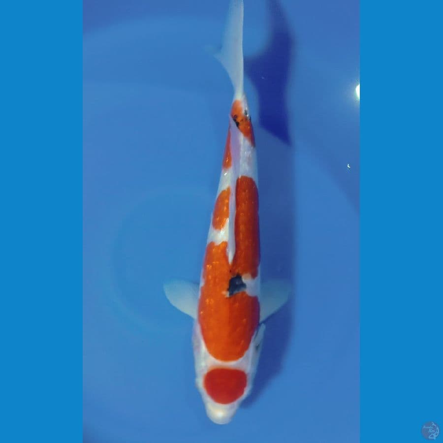 MARUTEN GINRIN 45CM