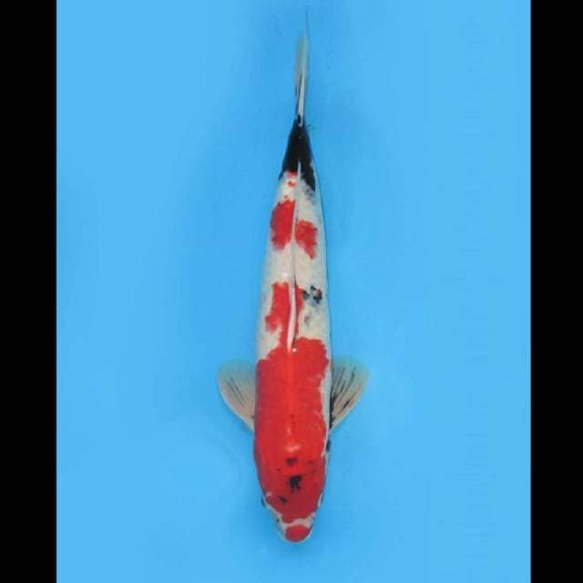 TMNK Bomber - Jumbo Red Showa