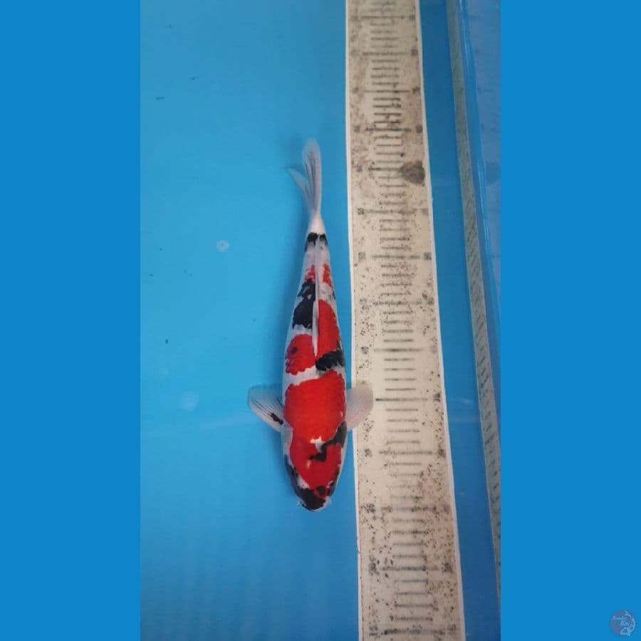 showa 37 cm