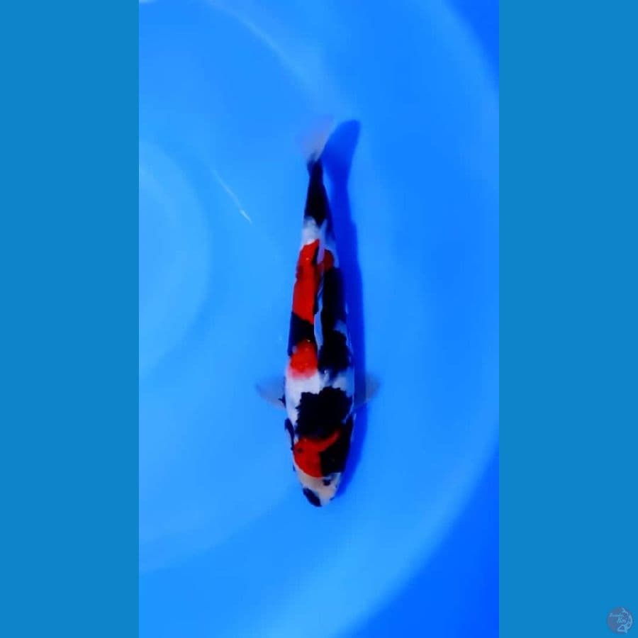Showa 27 cm Male