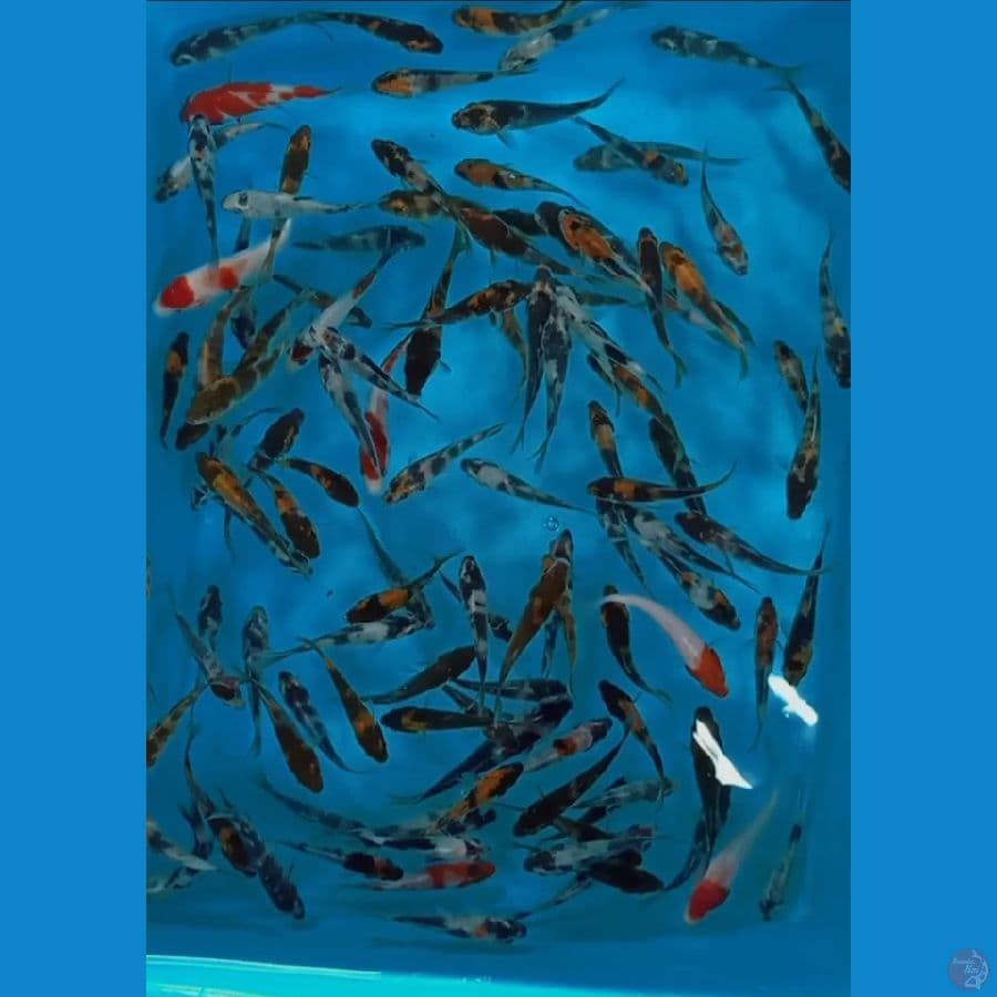 bibitan Showa 5 10 cm 100 ekor