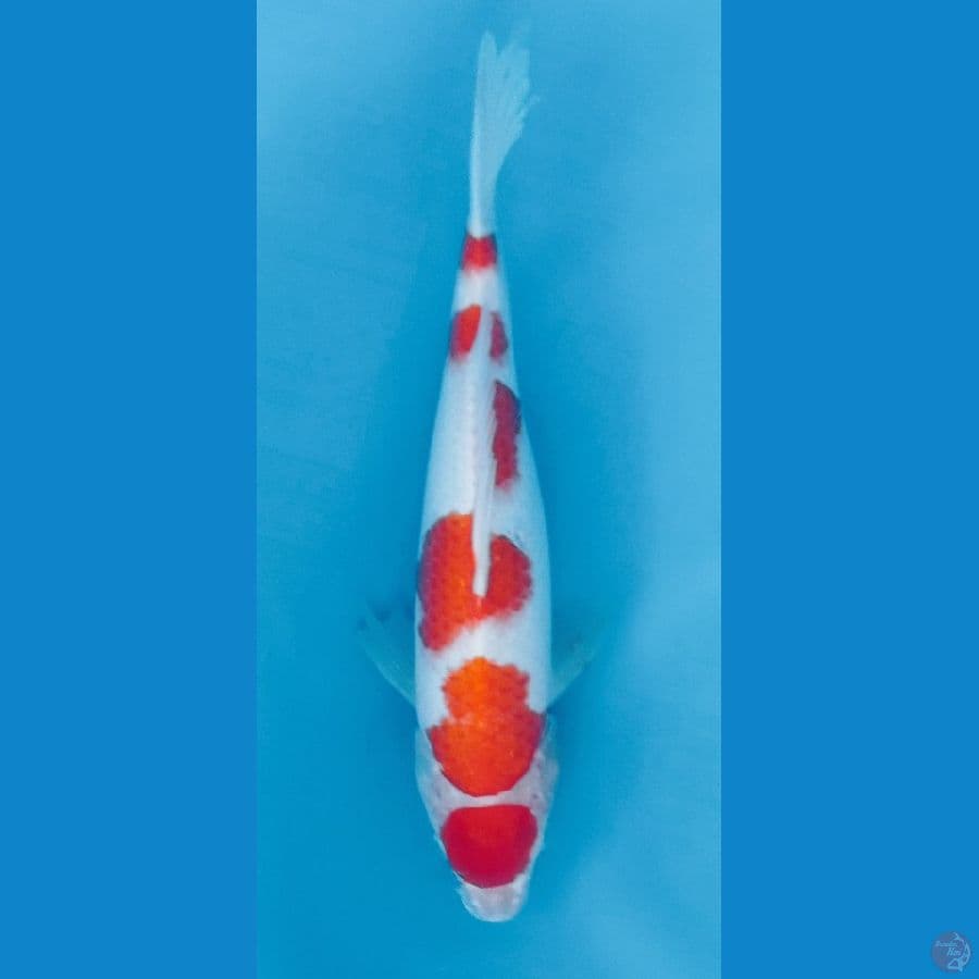 MARUTEN KOHAKU 30CN