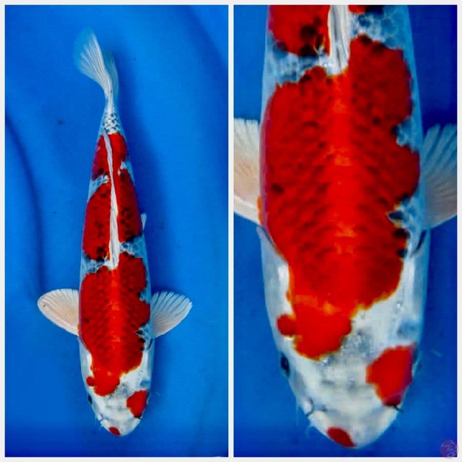 Red kujaku 37cm