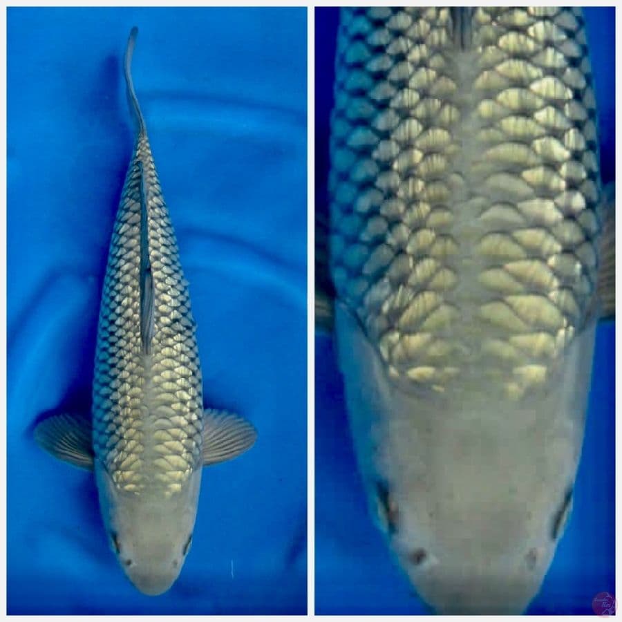 Soragoi jumbo full gingrin 44cm