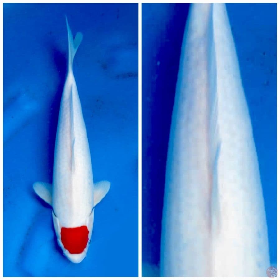 Tancho kohaku putih tidak bocor 30 cm