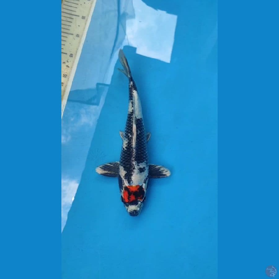 LANGKA F1 TANCO SHOWA HIKARI