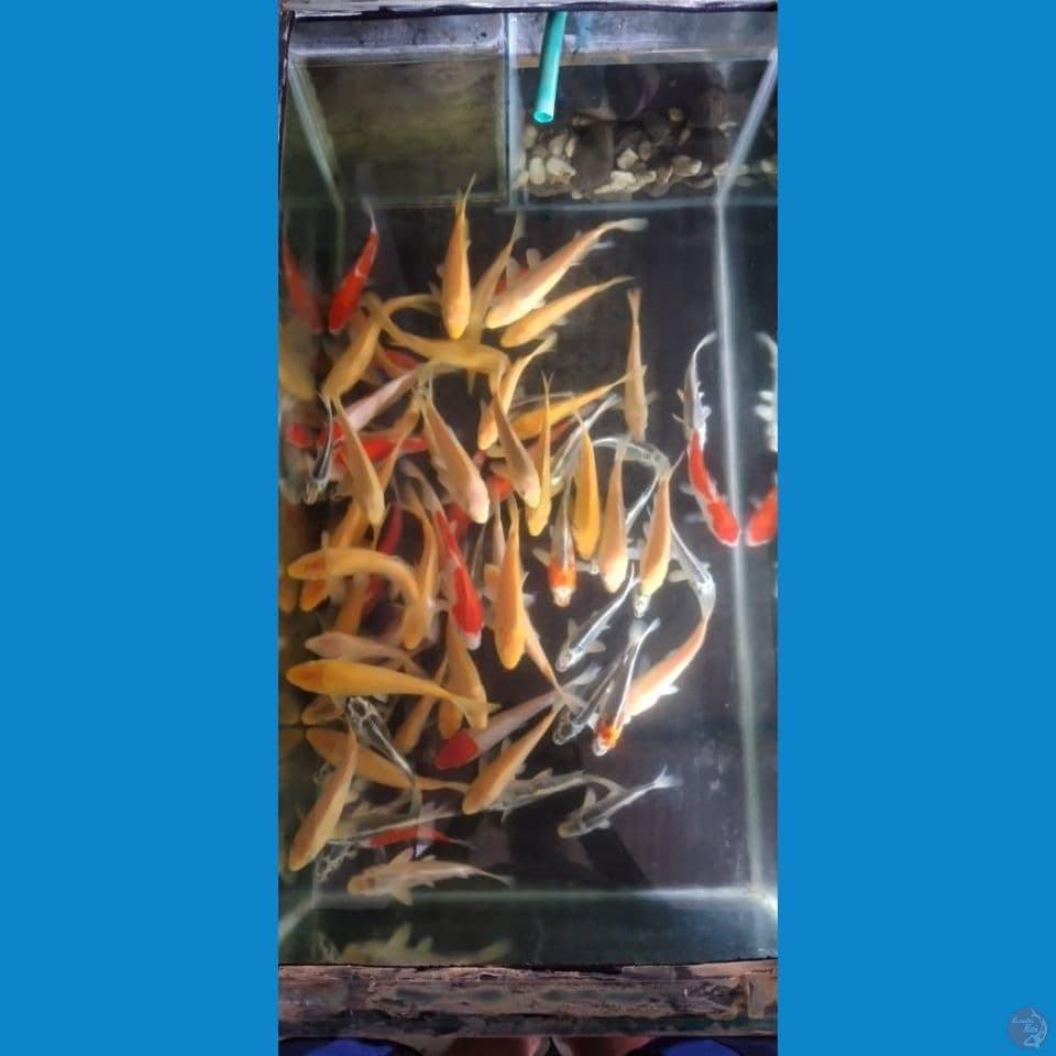 binitan mix 75ekor 17-25 f1 good one