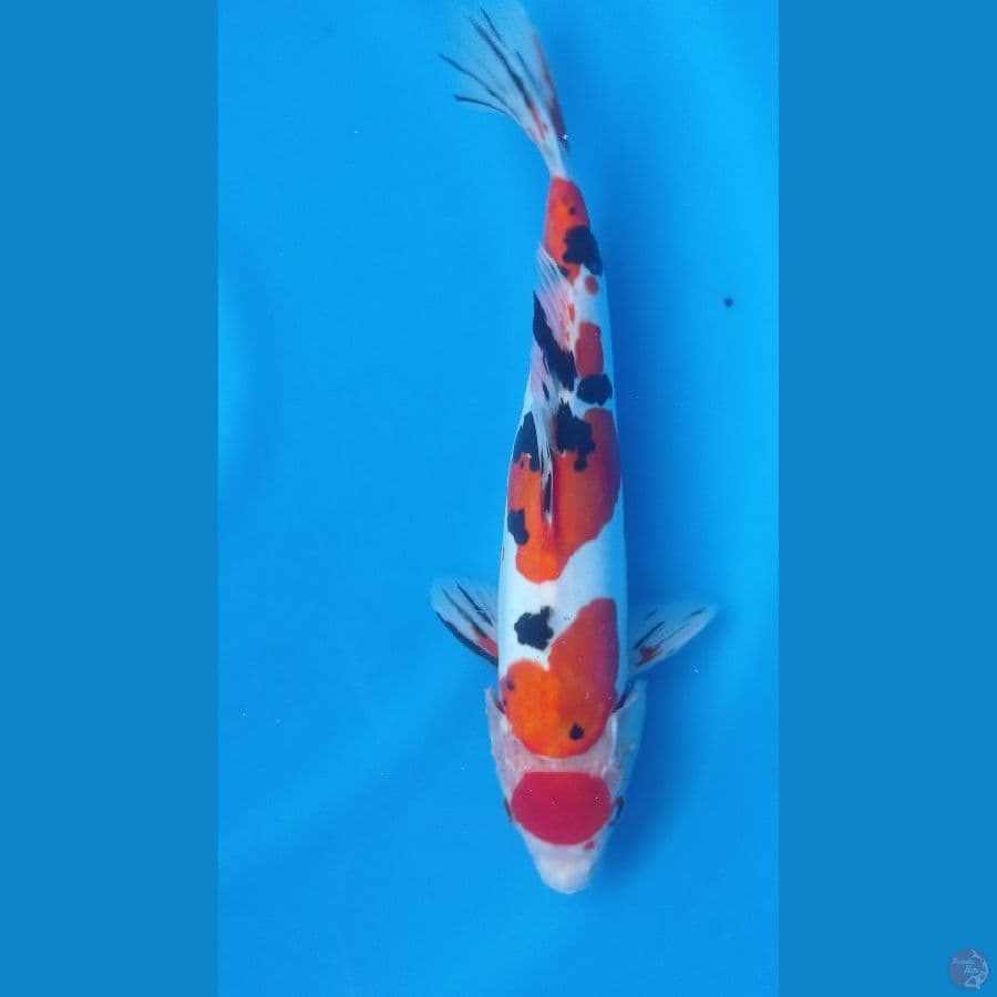 sanke doitsu 35cm