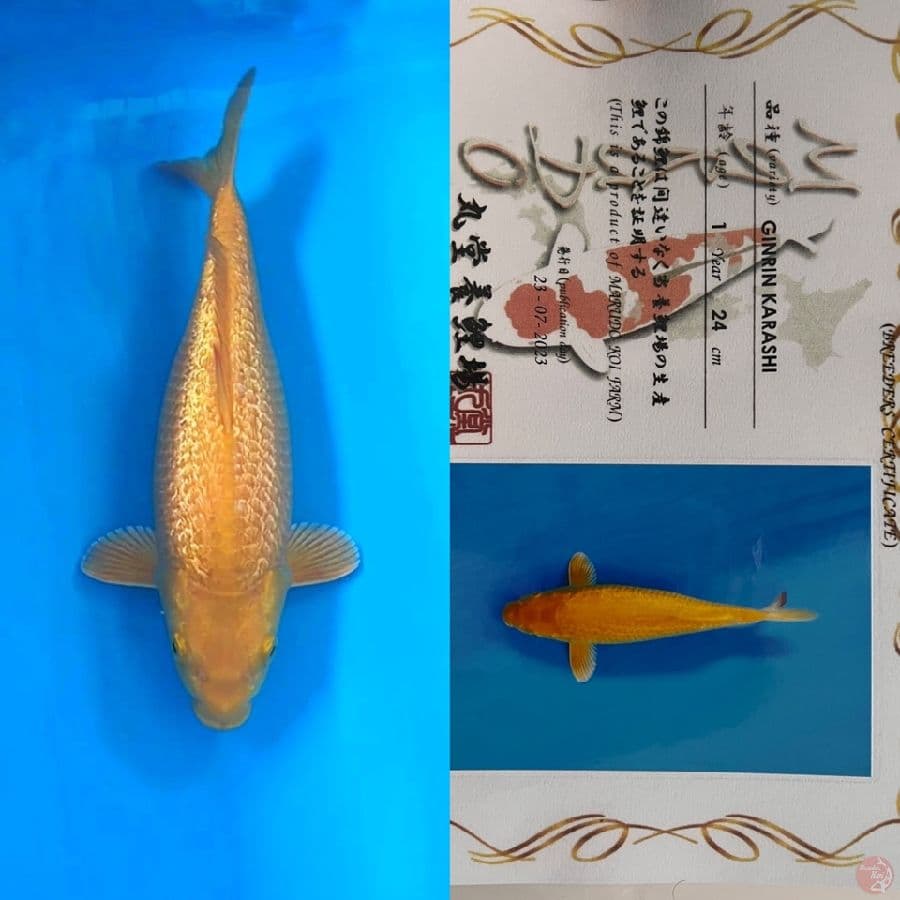 marudo ginrin karashi 32cm