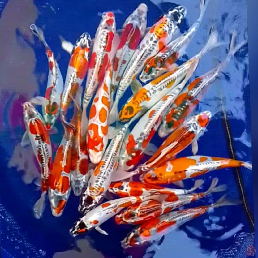 KIKO 22-28CM 20EKOR