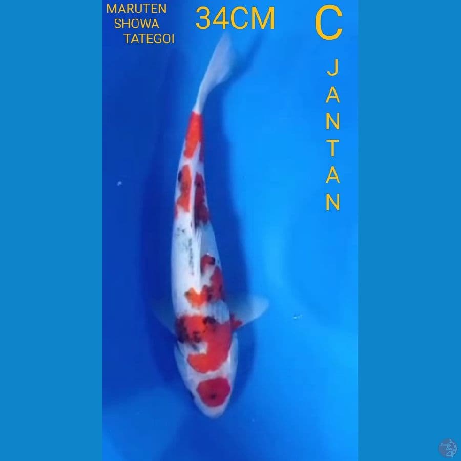 MARUTEN SHOWA (34CM) JANTAN
