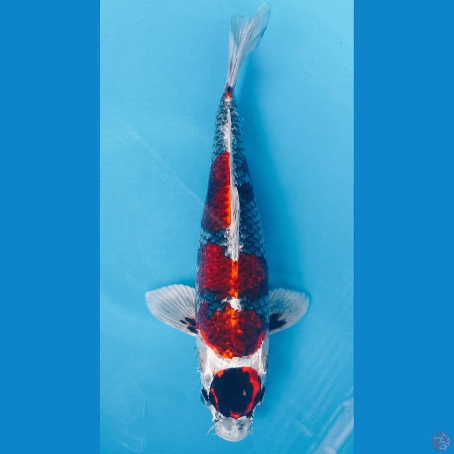 GINGA 36CM