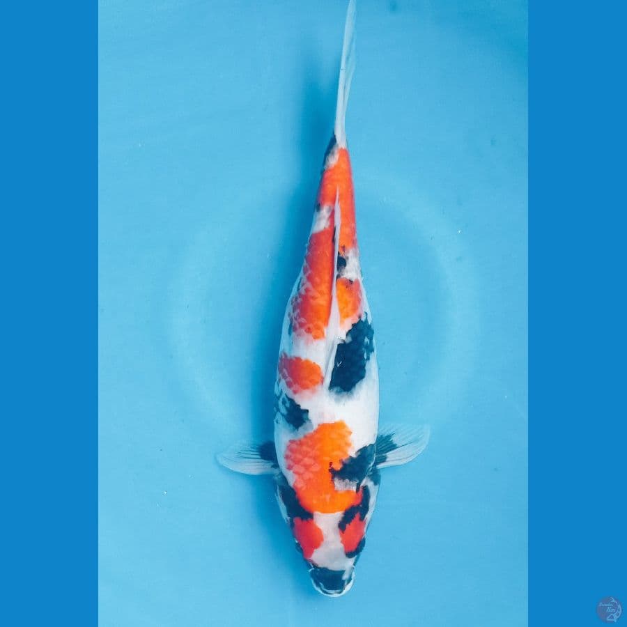 SHOWA 35CM