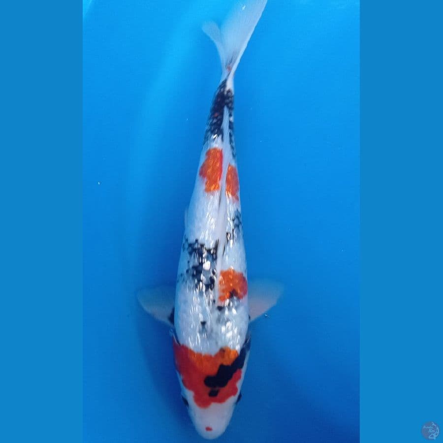 showa ginrin 35cm