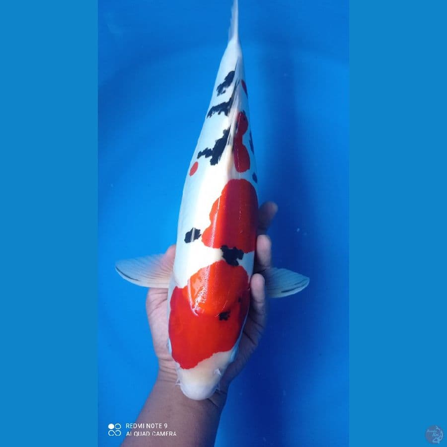 SANKE DOIT 46CM