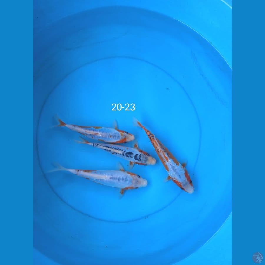 shusui 20-23cm
