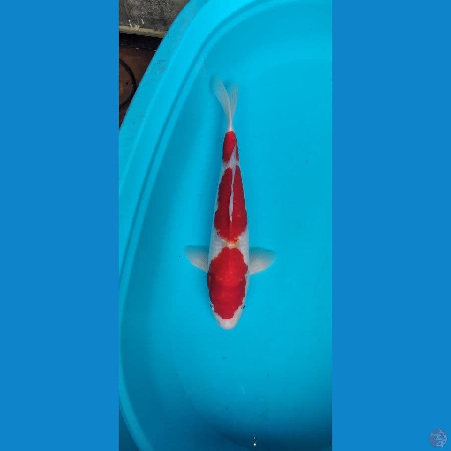 44 cm jantan