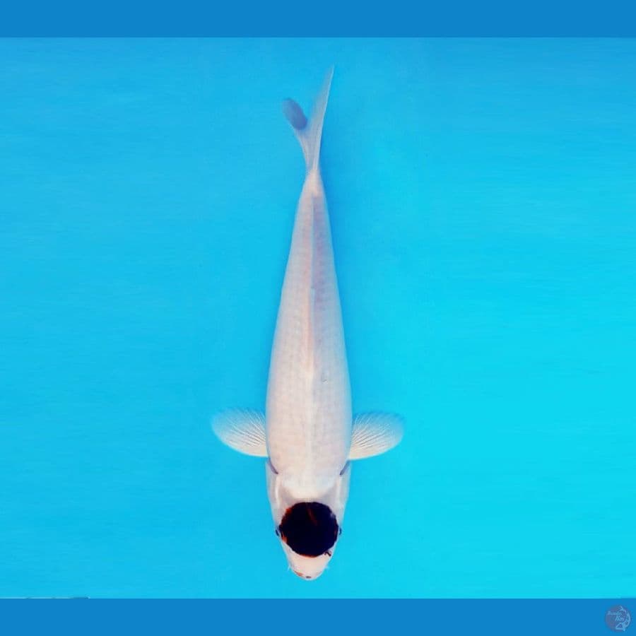 AMAYADORI 5 ~ Tancho Goromo Original 27 cm/male™,-