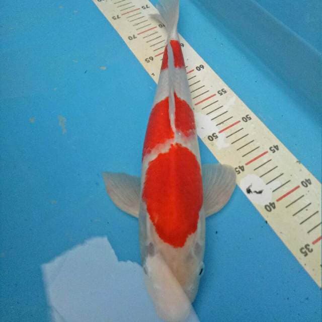 Sandan Kohaku