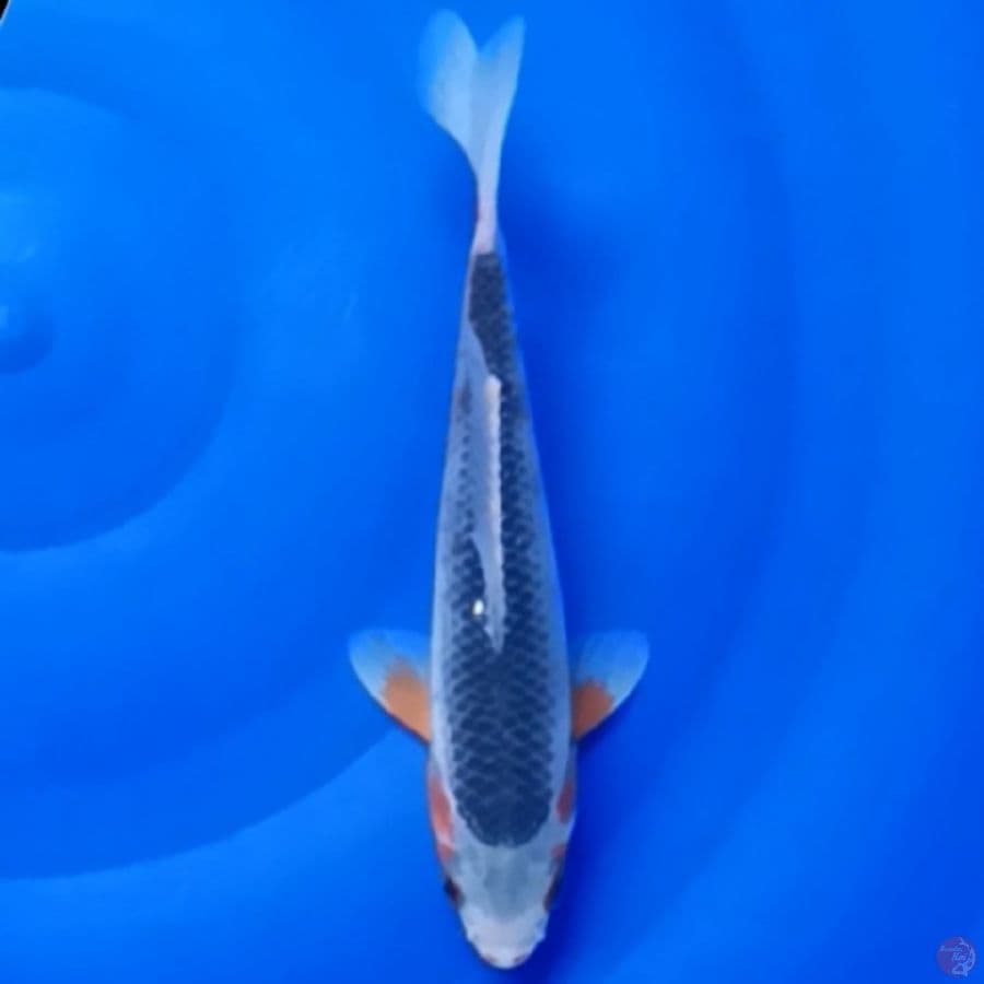 asagi 20cm