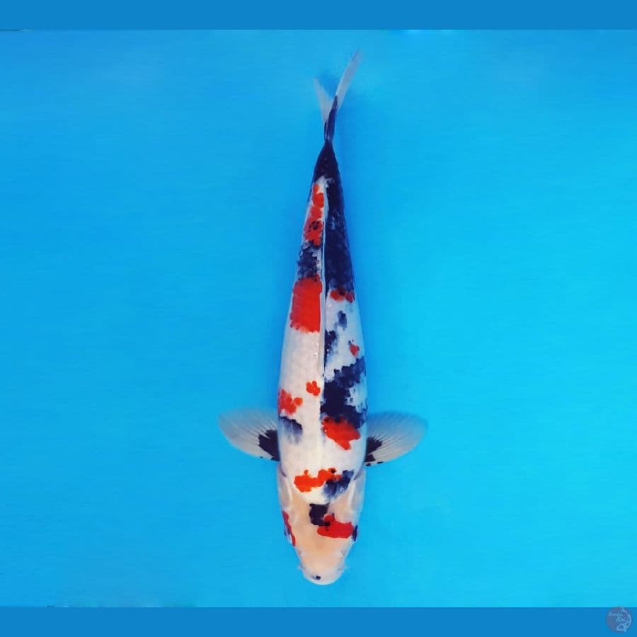 AMAYADORI 9 ~ Kindai Showa Evo 35 cm/male™,-