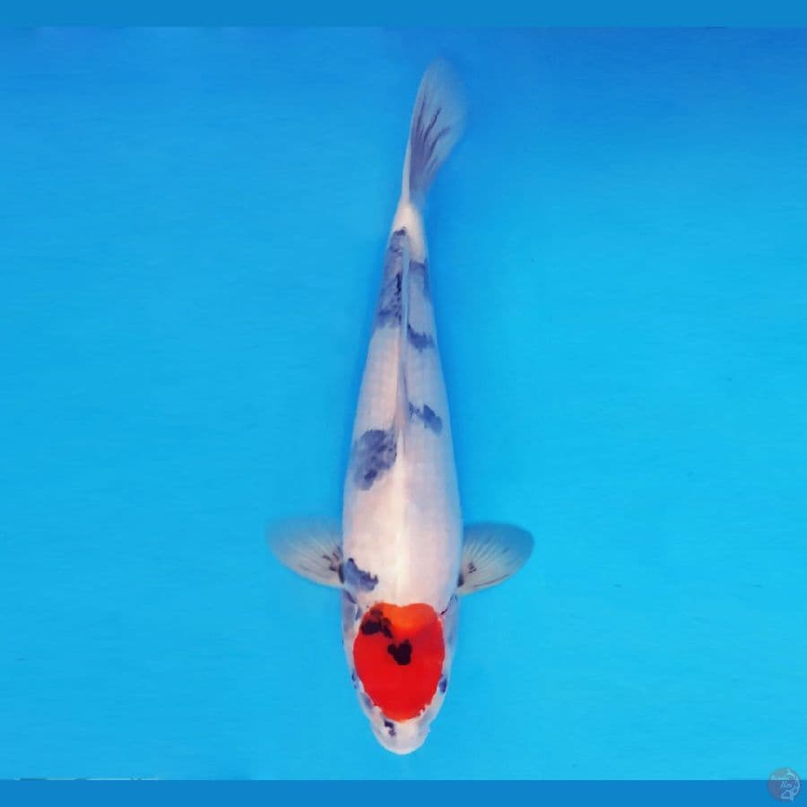 AMAYADORI 10 ~ Tancho Showa Evolution 34 cm/fm™,-