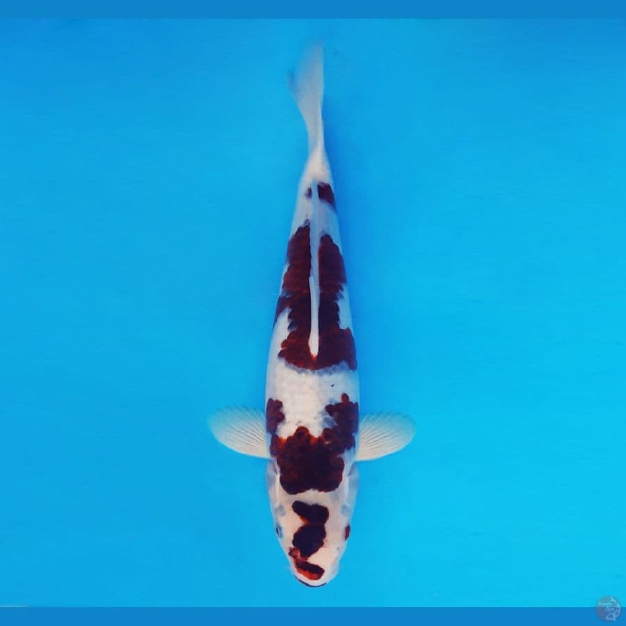 AMAYADORI 11 ~ Budo Goromo 30 cm/male™,-