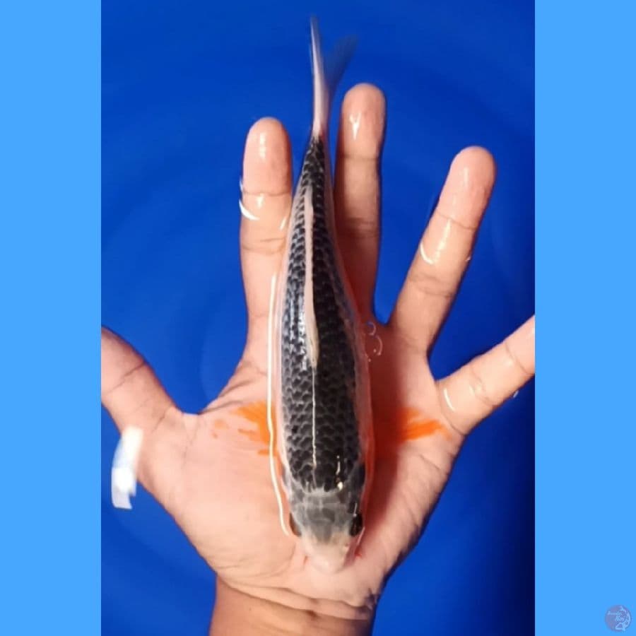 asagi 19cm