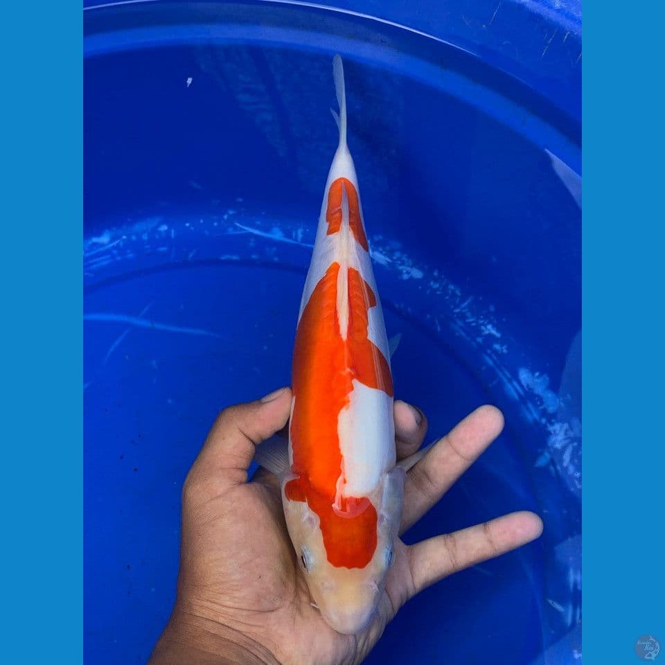 Kohaku Doitsu 30cm