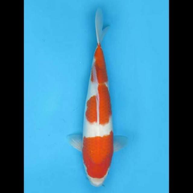 42cm - F1 Kohaku Good Body