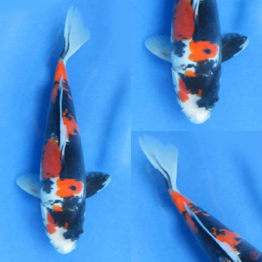 26cm, Showa Doitsu Murni