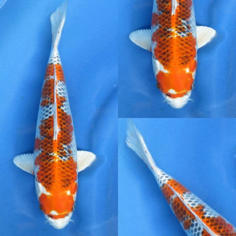 30cm ,Kujaku merah