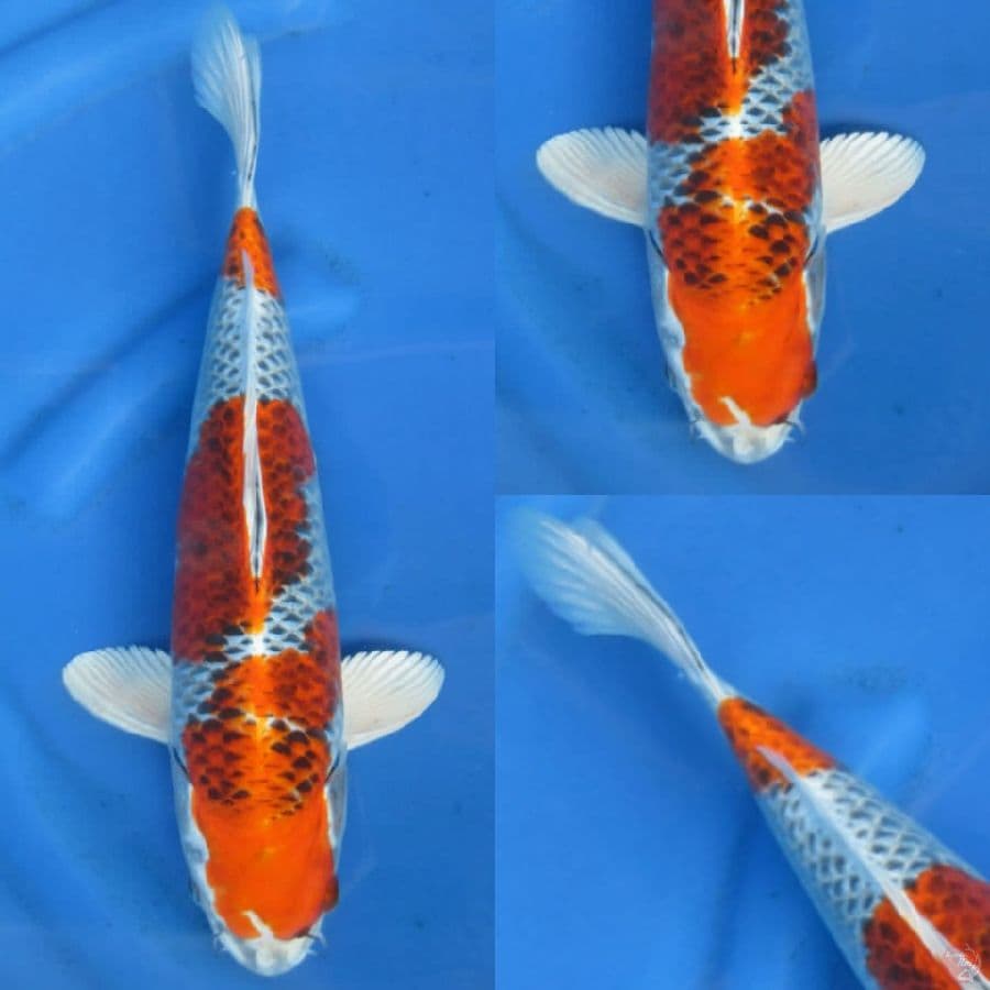 35cm ,Kujaku SQ