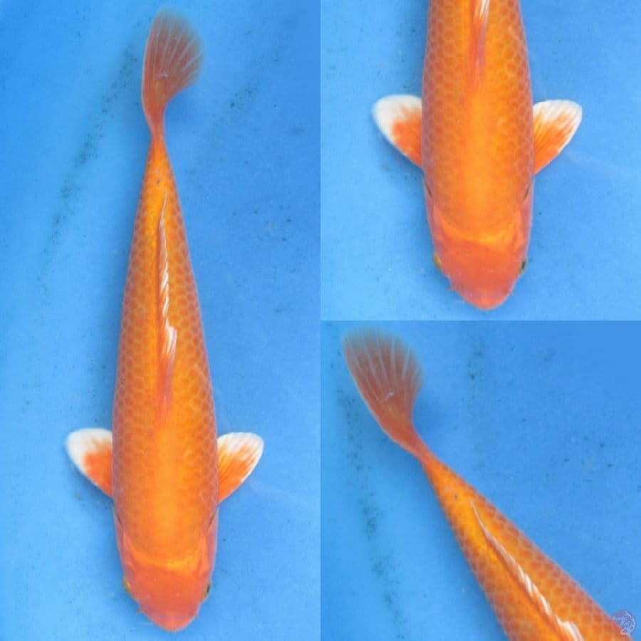 32cm ,Orenji bersih