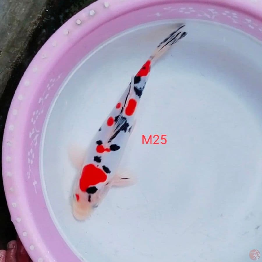 doitsu sanke jantan 25cm