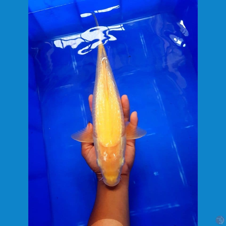 karashi 35 cm