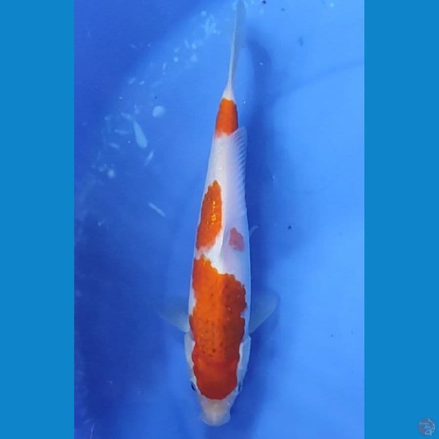 AiKoromo 24 cm Male