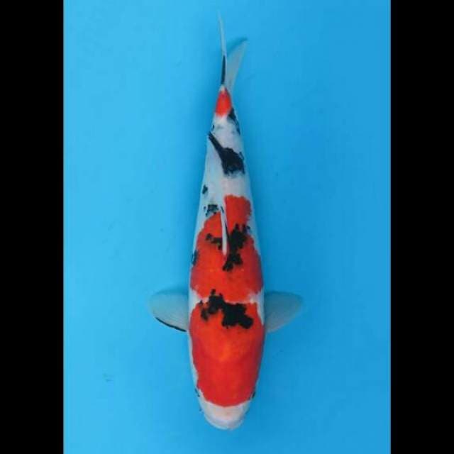 35cm Female - Sanke Jumbo Tosai F1