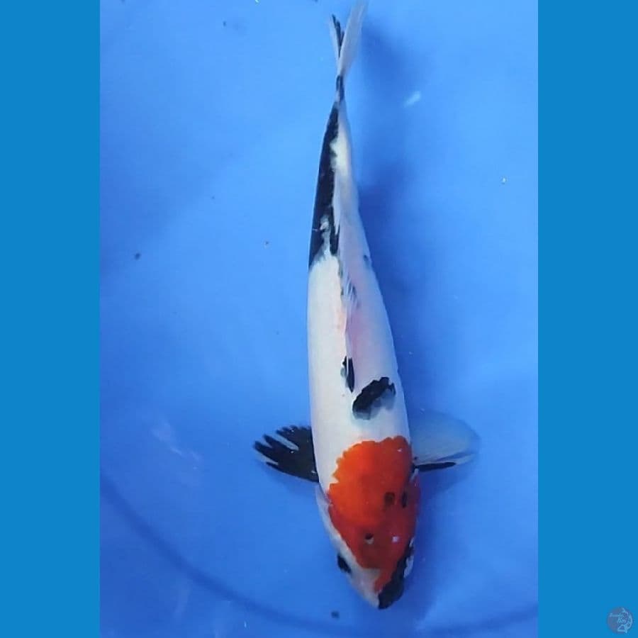 SHOWA 26 CM Male