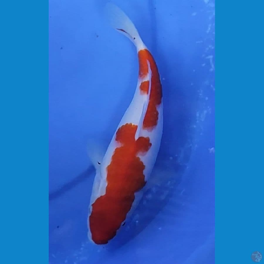 KOHAKU MANTAB 22,5 CM FEMALE