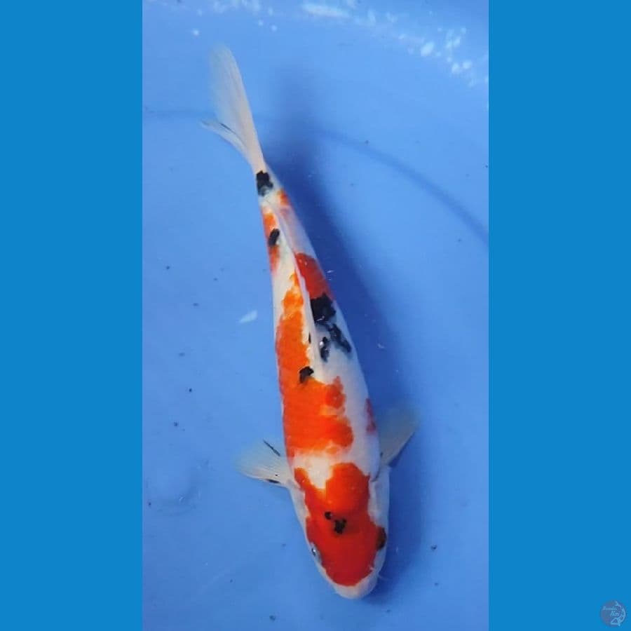SHOWA BERPUNUK PROSPEK 22.5 CM Male